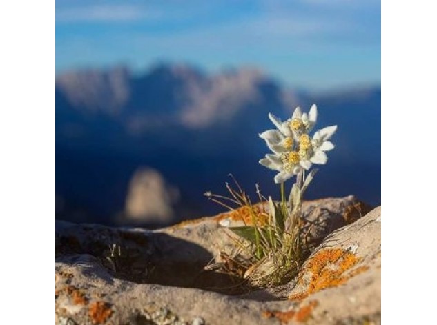 „Superžvaigždė“ kosmetikoje – EDELVEISO ekstraktas